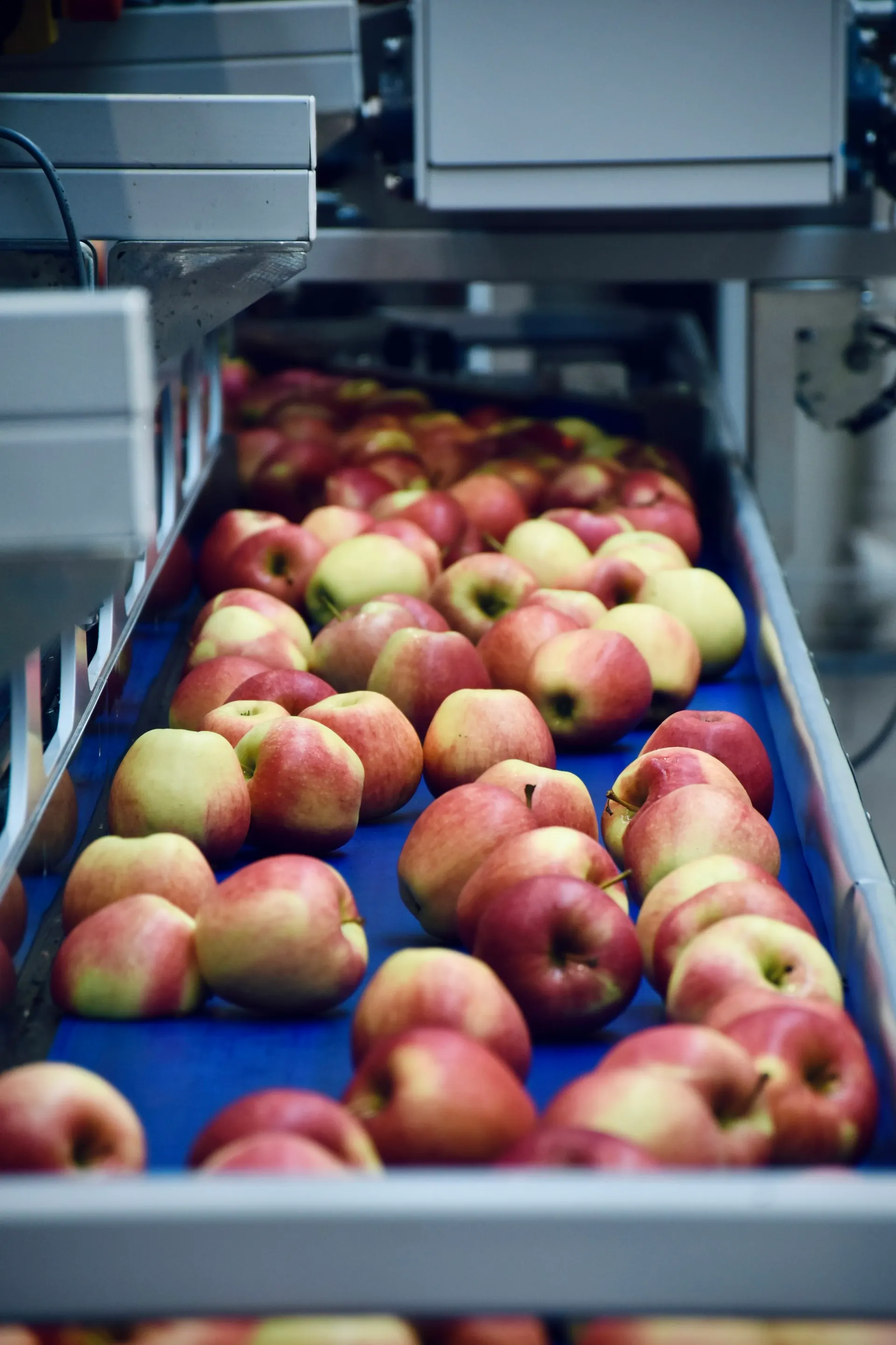 Fruit on a sorting conveyor (illustrative)